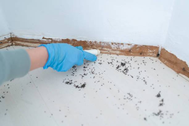 Best Cockroach Control Services  in Big Bend, WI